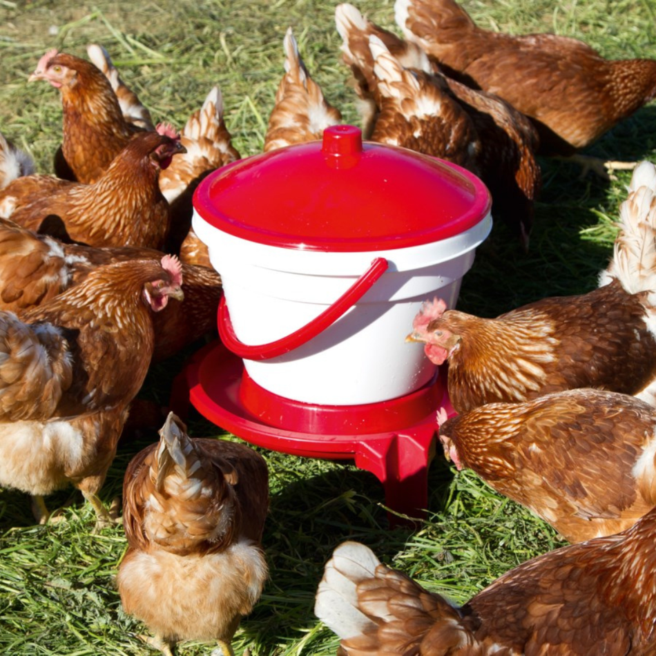 Bird drinker 12 L, with legs and handle, white – red